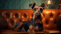 Portrait of a German Jagd Terrier dog in an apartment, home interior, love and care, maintenance. Vintage