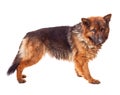 Young german shepherd Royalty Free Stock Photo