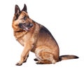 German shepherd Royalty Free Stock Photo