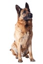 German shepherd Royalty Free Stock Photo