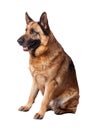 German shepherd on white Royalty Free Stock Photo