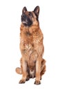 German shepherd on white Royalty Free Stock Photo