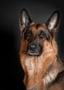 Portrait of a German Shepherd