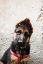 Portrait of a German Shepherd baby dog Royalty Free Stock Photo