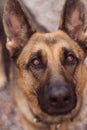 Portrait of a German Shepherd with beautiful and intelligent eyes Royalty Free Stock Photo