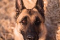 Portrait of a German shepherd in close-up. Smart and beautiful dog, gentle and warm picture. Muzzle of a red-black shepherd Royalty Free Stock Photo