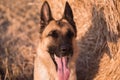 Portrait of a German shepherd in close-up. Smart and beautiful dog, gentle and warm picture. Muzzle of a red-black shepherd Royalty Free Stock Photo