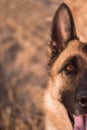 Portrait of a German shepherd in close-up. Smart and beautiful dog, gentle and warm picture. Muzzle of a red-black shepherd Royalty Free Stock Photo