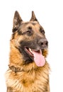 Portrait of a German shepherd