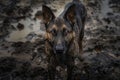 Portrait Of German Shepherd Covered In Mud Looking At Camera