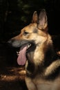 Portrait of German Shepherd Crossbreed with a long pink tongue.