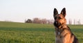 Portrait of a german shepherd dog on a background of green spring grass Royalty Free Stock Photo