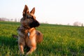 Portrait of a german shepherd dog on a background of green spring grass. Royalty Free Stock Photo