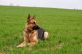 Portrait of a german shepherd dog on a background of green spring grass. Royalty Free Stock Photo