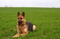 Portrait of a german shepherd dog on a background of green spring grass. Royalty Free Stock Photo