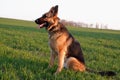 Portrait of a german shepherd dog on a background of green spring grass Royalty Free Stock Photo