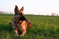 Portrait of a german shepherd dog on a background of green spring grass Royalty Free Stock Photo
