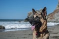 Portrait of German Shepherd Dog on the beach at the California Coast .GDS with traditional colors Royalty Free Stock Photo