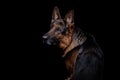 Portrait of a German Shepherd dog on a black background