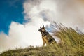 Portrait of German shepherd dog with collar and nameplate or dog tag Royalty Free Stock Photo