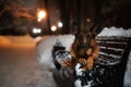 Portrait of a german shepherd dog in the evening on a park bench Royalty Free Stock Photo