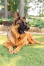 Portrait of a German shepherd dog in a garden.