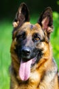 Portrait german shepherd dog