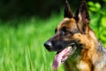 Portrait german shepherd dog