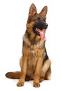 Portrait of a german shepherd dog isolated on white background