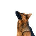 Portrait of a German Shepherd Dog Looking up on White Background Royalty Free Stock Photo