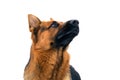Portrait of a German Shepherd Dog Looking up on White Background Royalty Free Stock Photo