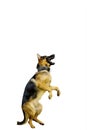 German Shepherd dog standing with hind legs Royalty Free Stock Photo