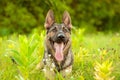Portrait of a German Shepherd dog lying on the tall grass Royalty Free Stock Photo
