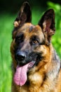 Portrait german shepherd dog