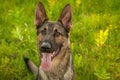 Portrait of a German Shepherd dog sitting on the grass Royalty Free Stock Photo
