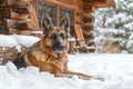 Portrait of German shepherd dog in snow in front of log cabin. Generative AI Royalty Free Stock Photo