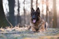 Portrait of german shepherd dog in spring morning sun Royalty Free Stock Photo