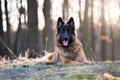 Portrait of german shepherd dog in spring morning sun