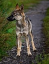 Portrait of a German Shepherd dog standing on a dirt road Royalty Free Stock Photo