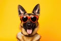 Portrait German Shepherd Dog With Sunglasses Orange Background Royalty Free Stock Photo