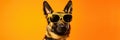 Portrait German Shepherd Dog With Sunglasses Orange Background German Shepherd Dogs, Creative Portra