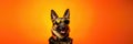 Portrait German Shepherd Dog With Sunglasses Orange Background German Shepherd Dogs, Creative Portra