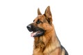 Portrait of a German Shepherd Dog on White Background. Service or Working Male Dog Isolated on White Background. Royalty Free Stock Photo