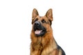 Portrait of a German Shepherd Dog on White Background. Service or Working Male Dog Isolated on White Background. Royalty Free Stock Photo