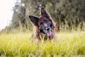 Portrait of a German Shepherd, long coat dog