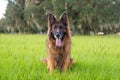 Portrait of a German Shepherd, long coat dog