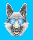 Portrait of German Shepherd with mirror sunglasses.