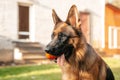 Portrait of a German shepherd with a orange ball in the mouth lying on grass in the backyard of the house. Purebred dog in summer