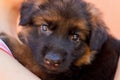 Portrait of German shepherd puppy posing on woman`s hands