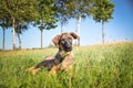 German shepherd puppy, who is lying in meadow. Royalty Free Stock Photo